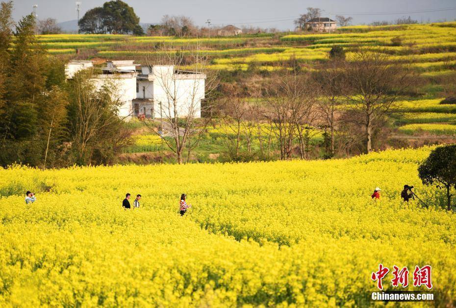 湖北|湖北秭归：春花映峡江