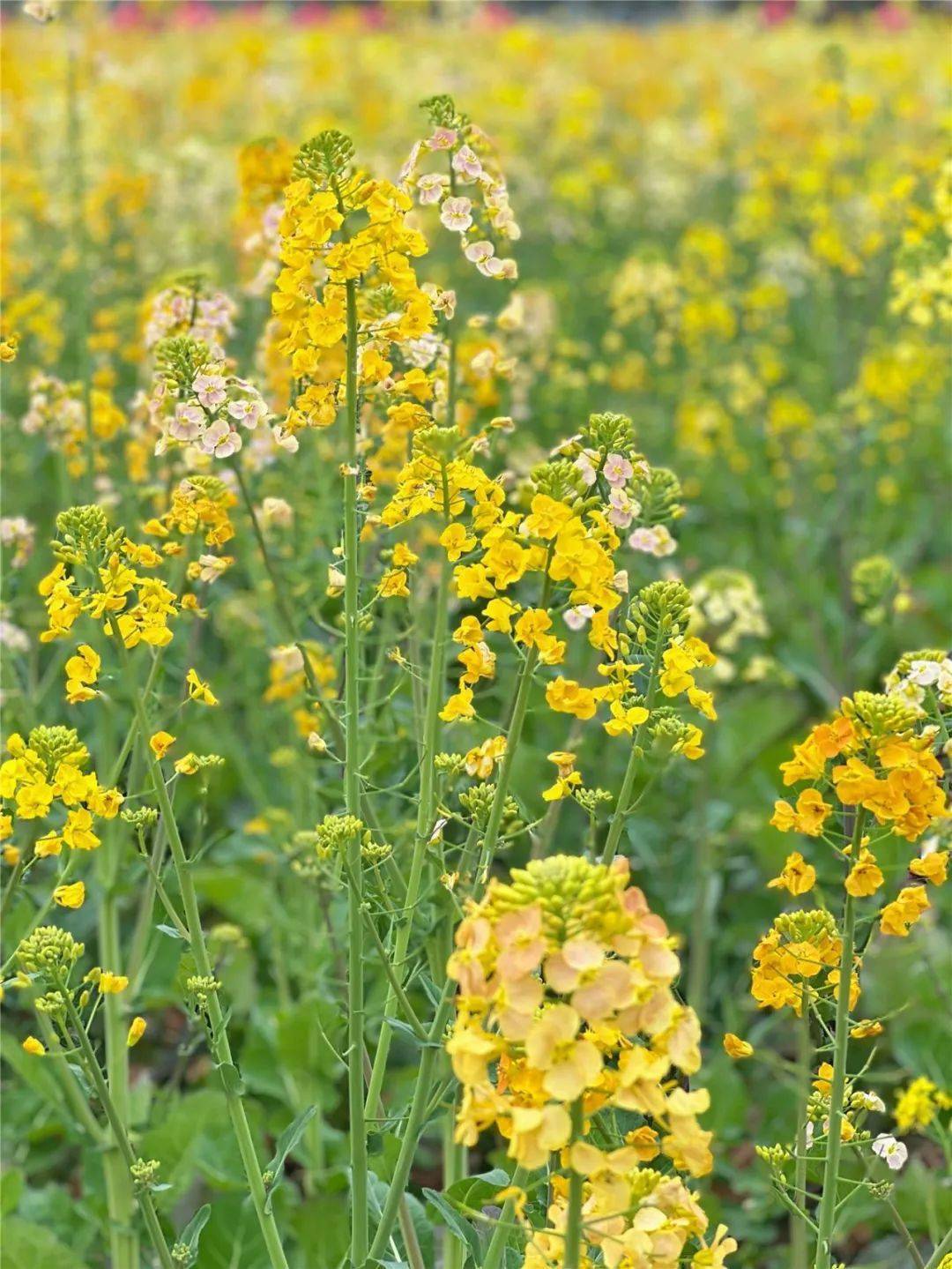 赏花正当时乐清这些花路走起随手一拍都是美照