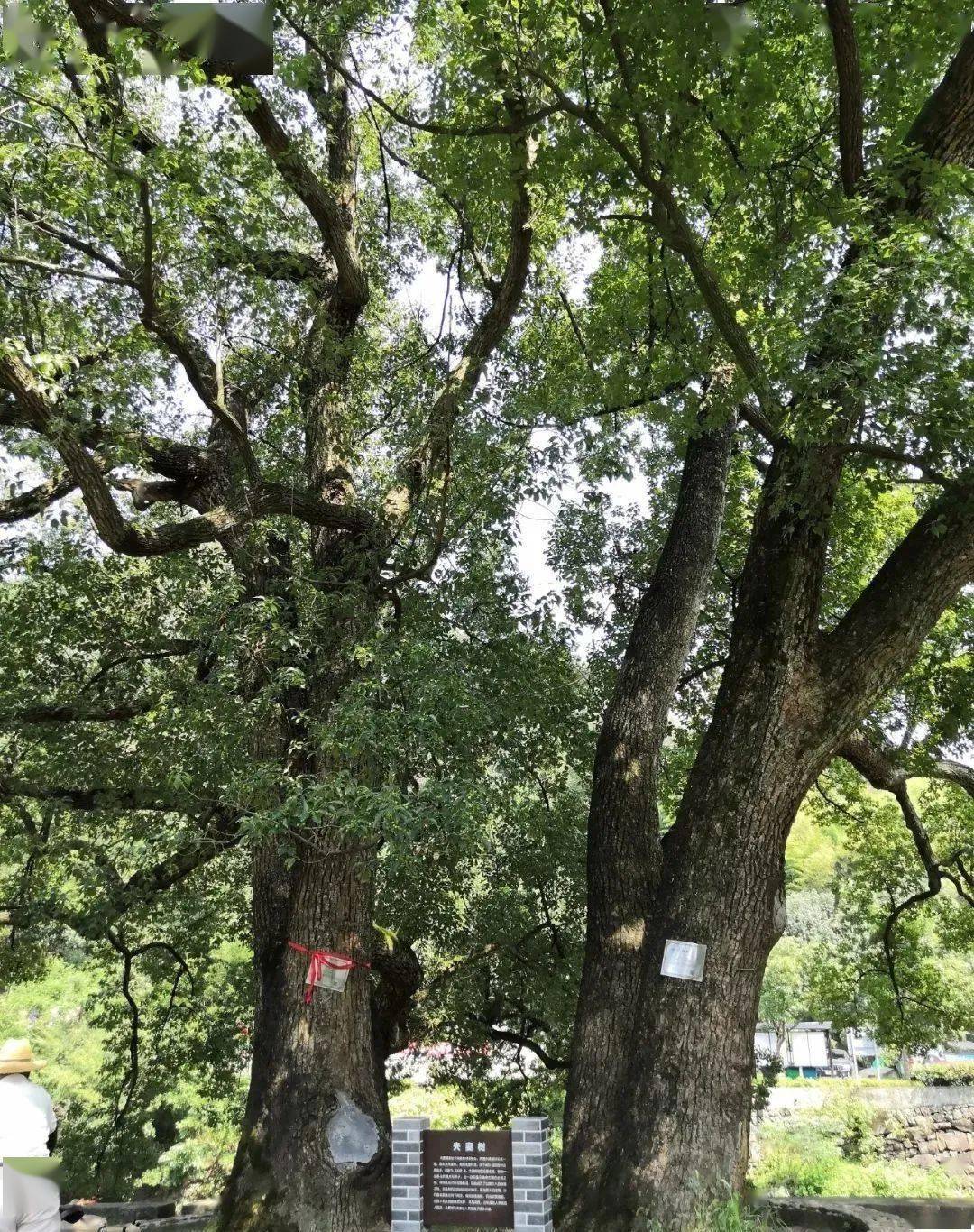 义峰禅寺古樟位于富盛镇北山村的义峰禅寺前有古樟三株树龄均在350