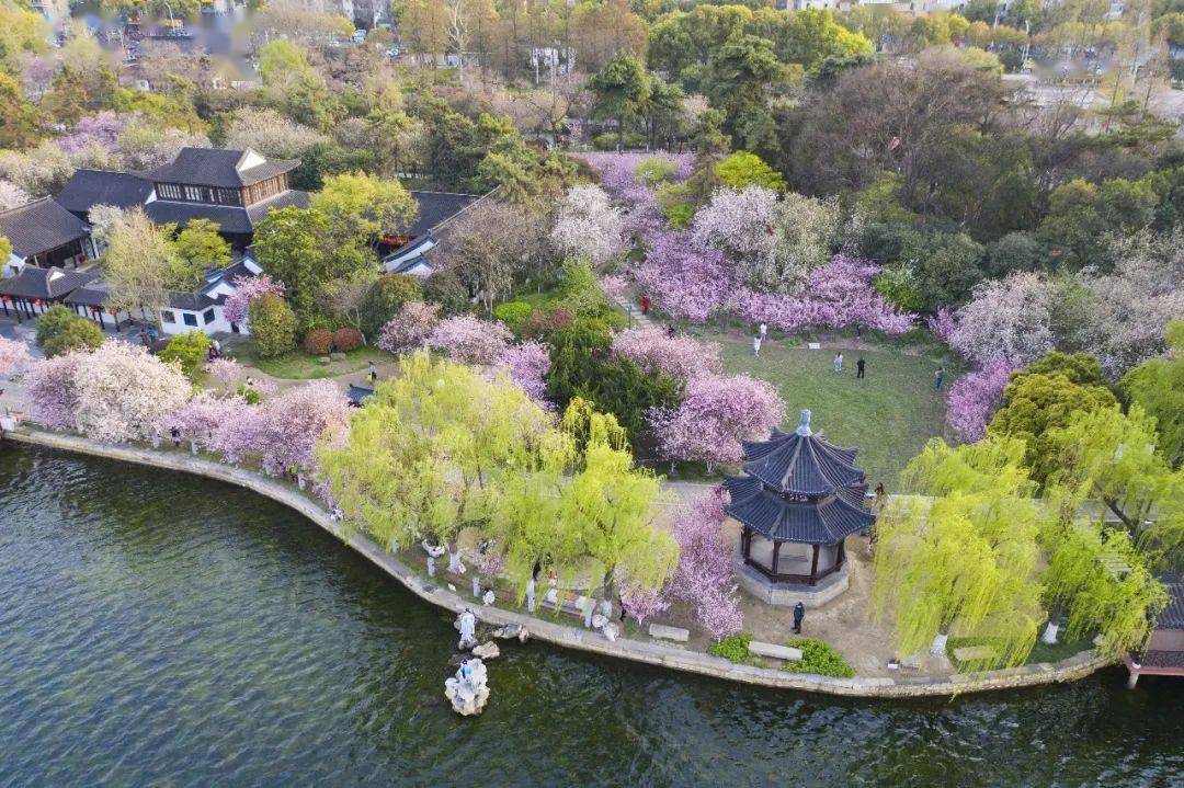 莫愁湖边走春光满枝头