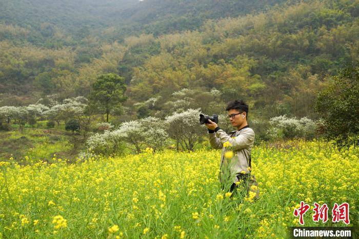 游客|广西北部山村李花盛开如世外桃源 “空巢村”因旅游复苏