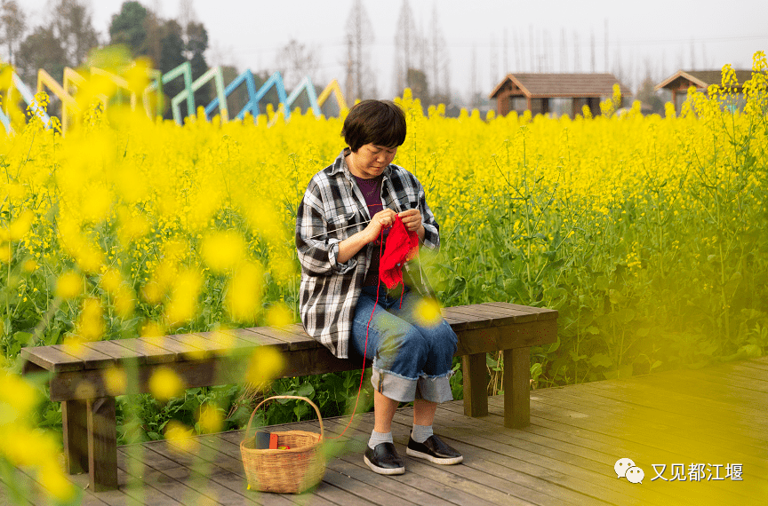 彭利娟|天晴好赏花！都江堰金陵社区油菜花海已上线，错过再等一年！