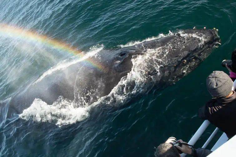 加州浪漫加倍海岸座头鲸喷出彩虹向游客示好