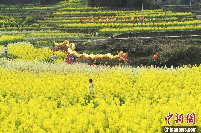 重庆|重庆菜花节：村民舞龙迎客 市民赏花踏青