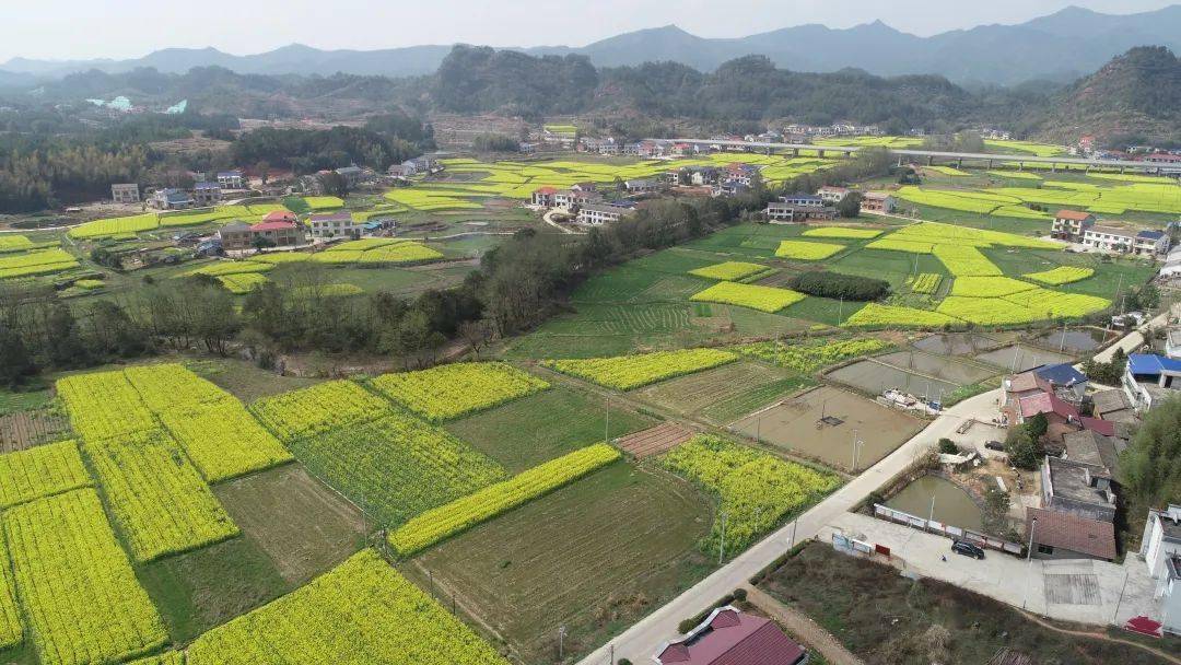 再一次到长寿乡下航拍油菜花开_平江_网友_风景