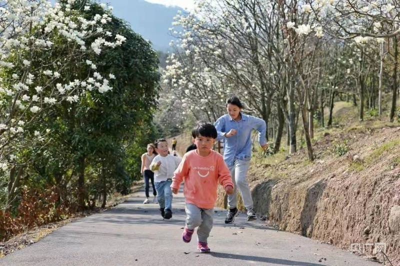 宁波|花事来了｜暗香浮动 玉兰花开春意浓