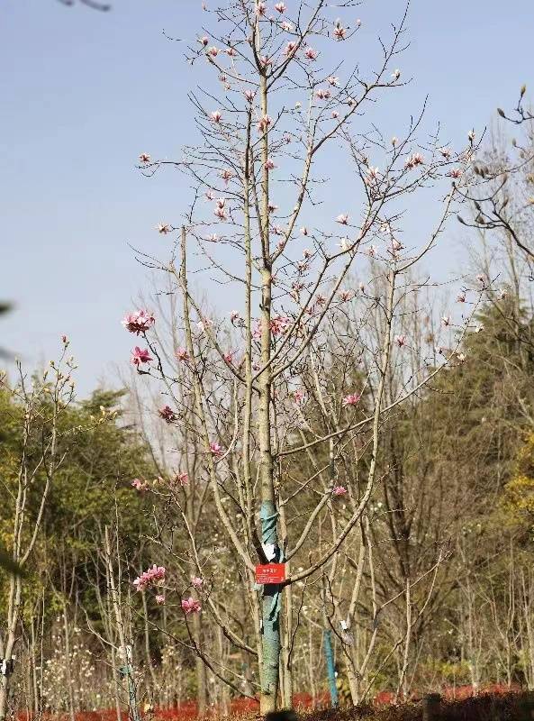 闵行|玉兰正逢盛花期，一波“云赏花”走起