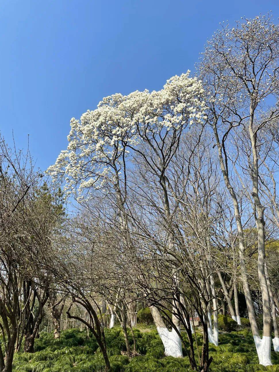 闵行|玉兰正逢盛花期，一波“云赏花”走起