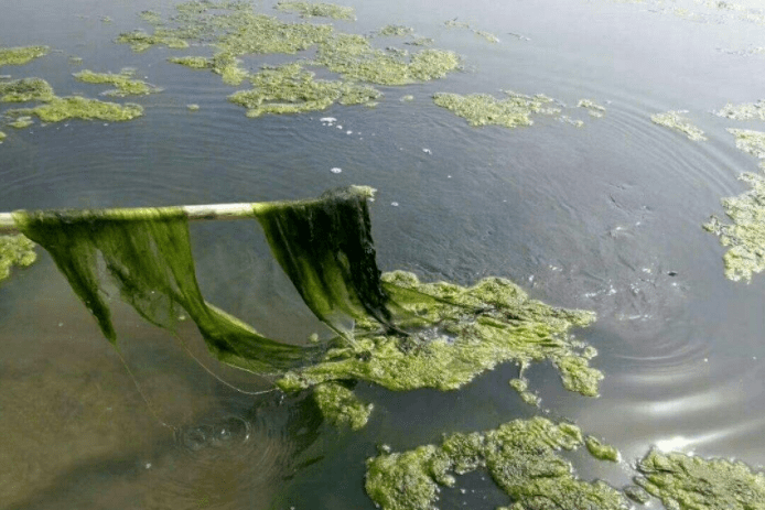 回温期虾塘青苔疯涨春季除苔方式各有利弊还需保障虾苗正肠抑菌促生长