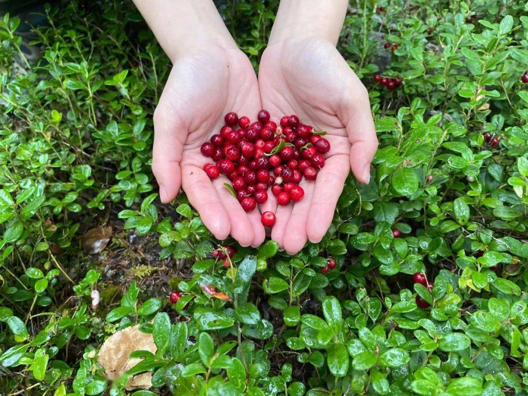 活动有机野生蔓越莓原浆1瓶450颗野生蔓越莓源自大兴安岭黄金产区