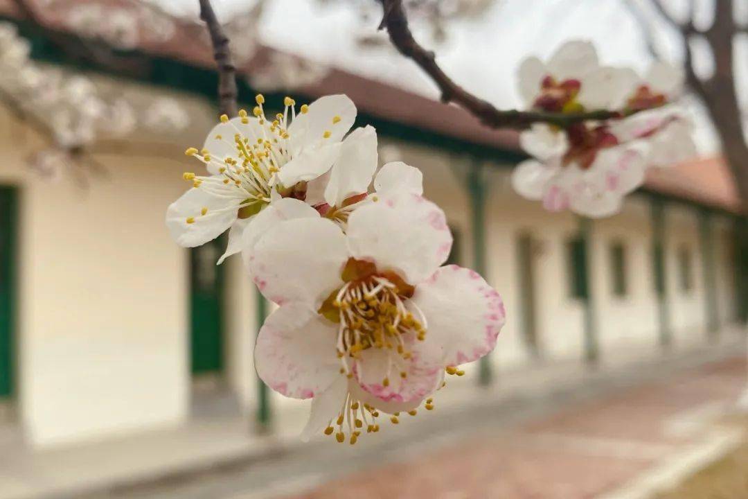 亲爱的高三学生家长朋友:菁莪造士,域朴育人.