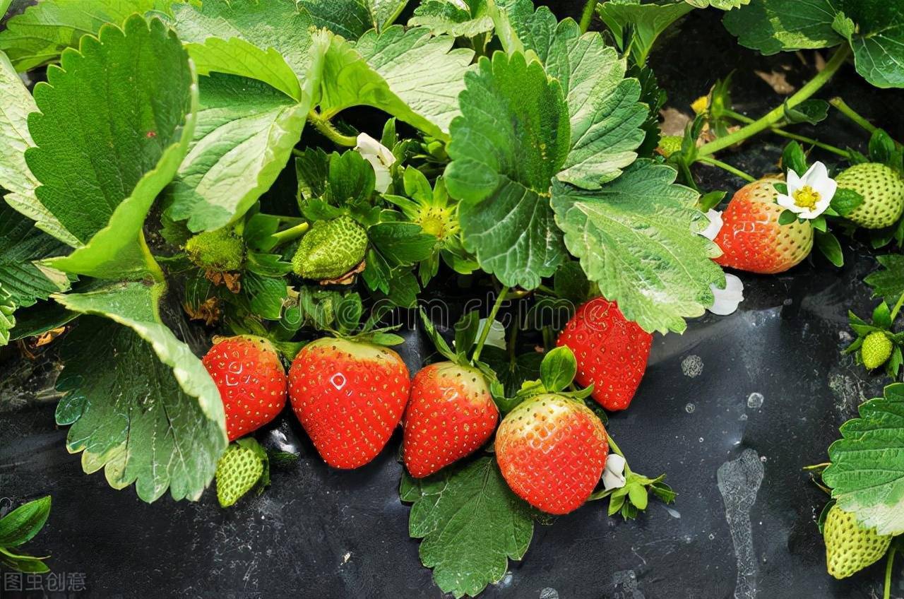 草莓要施什么肥料才可以长得又大又好？施肥时要注意什么事项？