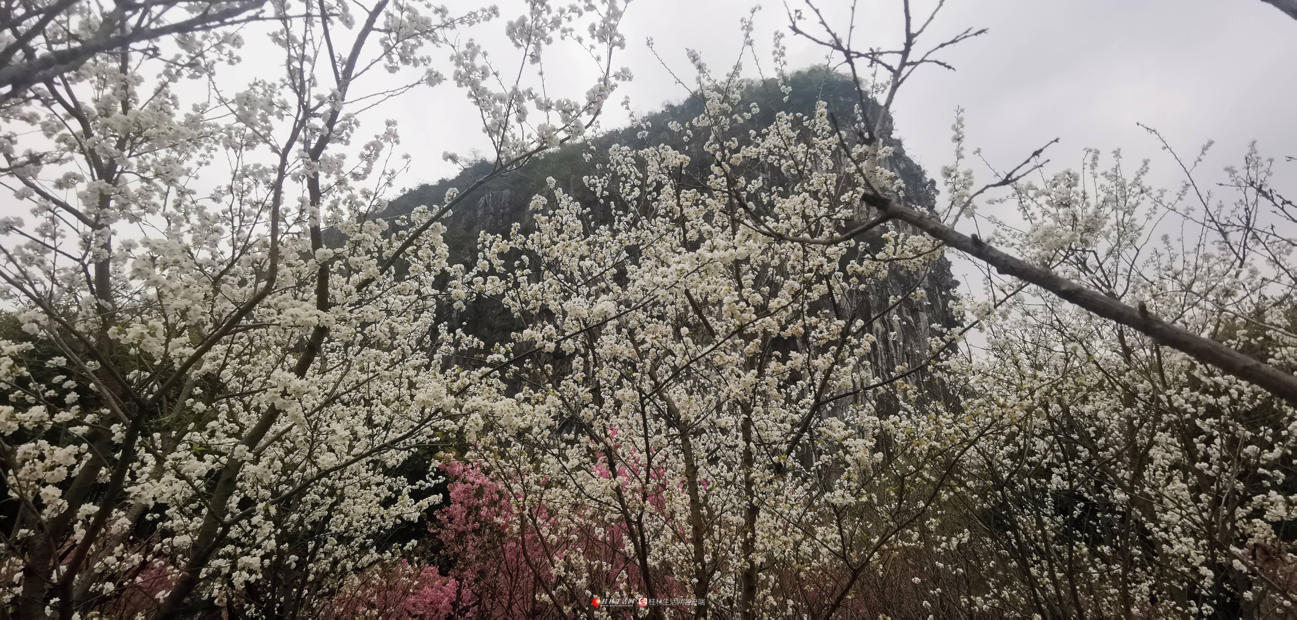 桂林南溪山公园樱花图片