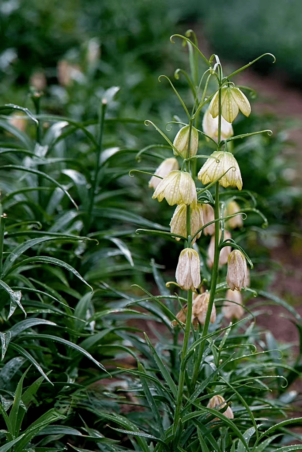 贝母花开幸福花开