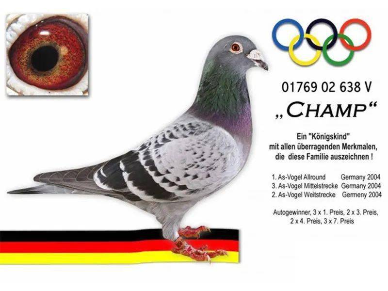 德国名家种鸽图片图片