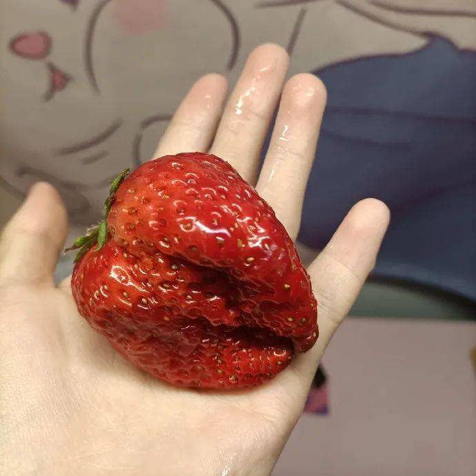 趣闻【冷兔趣闻】怎么会有草莓长这么丑 ????