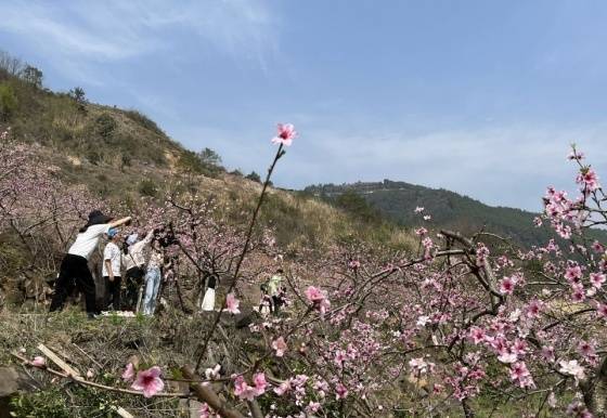 奉节|十里桃花满园绽放|奉节鹤峰乡第九届桃花节开幕