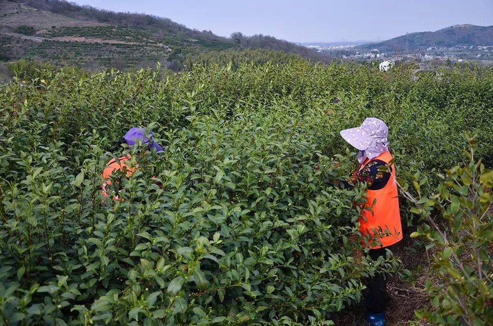 省会出好茶,产地在庐江"净空春茗"茶开采上市_万山镇_茶叶_茶园