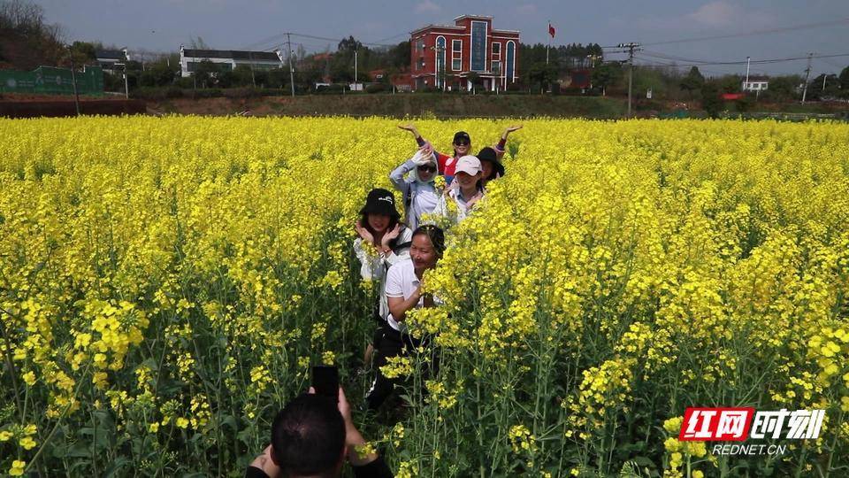 马维腾|衡阳市石鼓区：油菜花海花开正旺