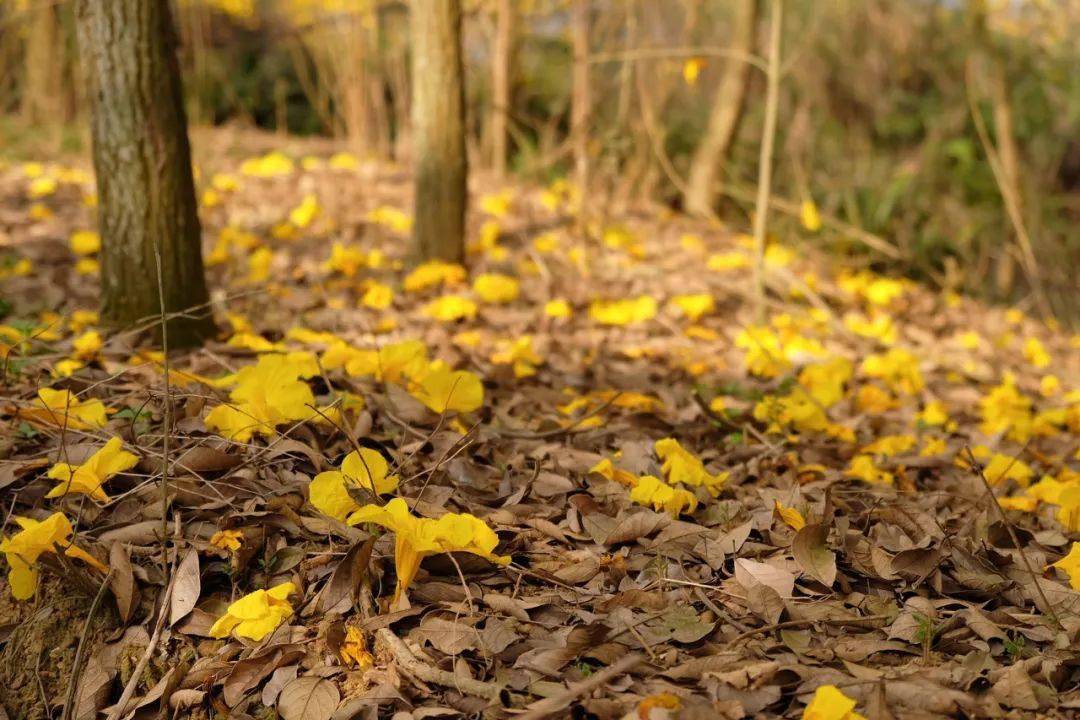 好浪漫羅定漫山遍野的黃金風鈴花正迎風開放