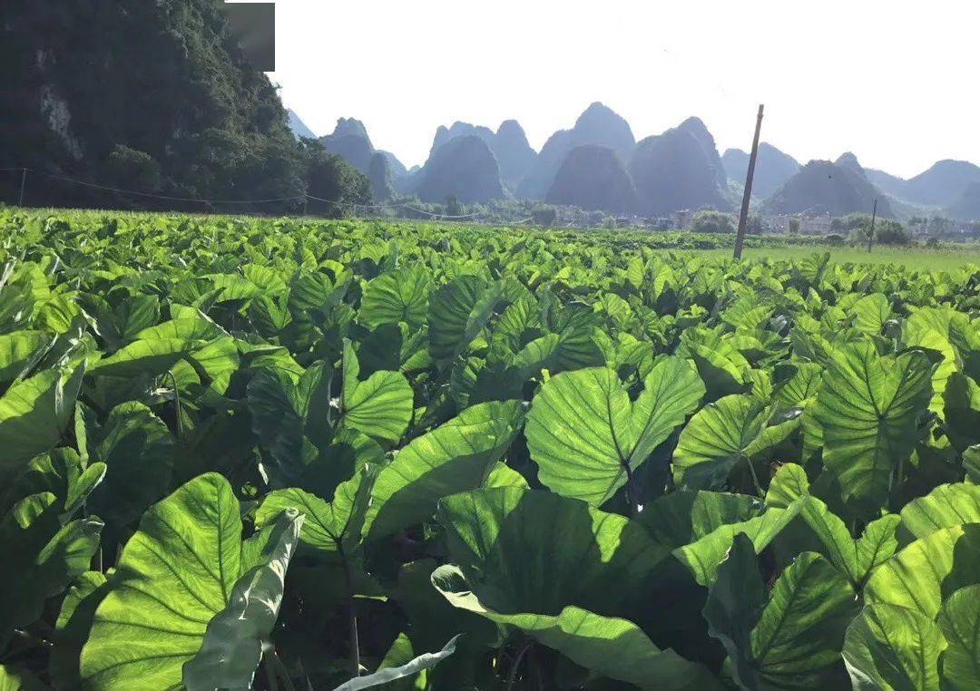 荔浦芋头生长图片图片