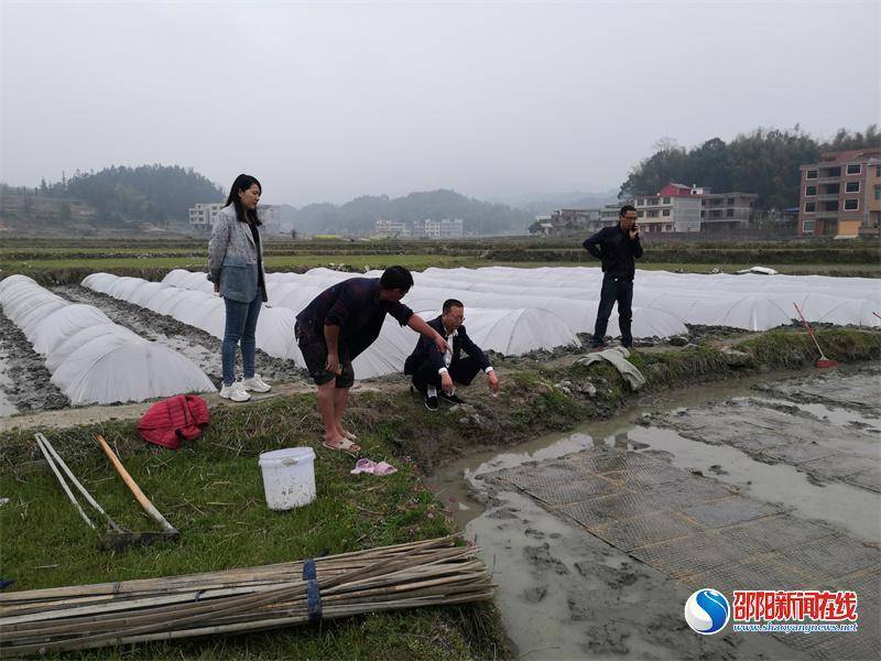 隆回县七江镇抢抓农时保春耕_育秧_大户_王志彪