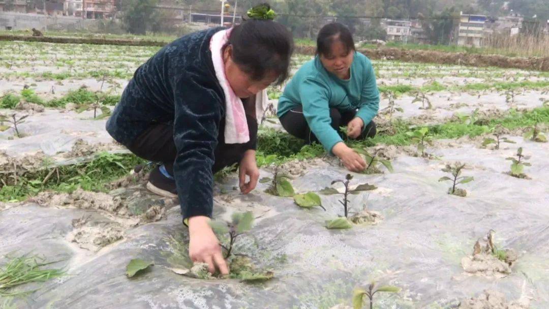 在新時代西部大開發上闖新路桑郎鎮千畝壩區管護忙早春蔬菜促豐收