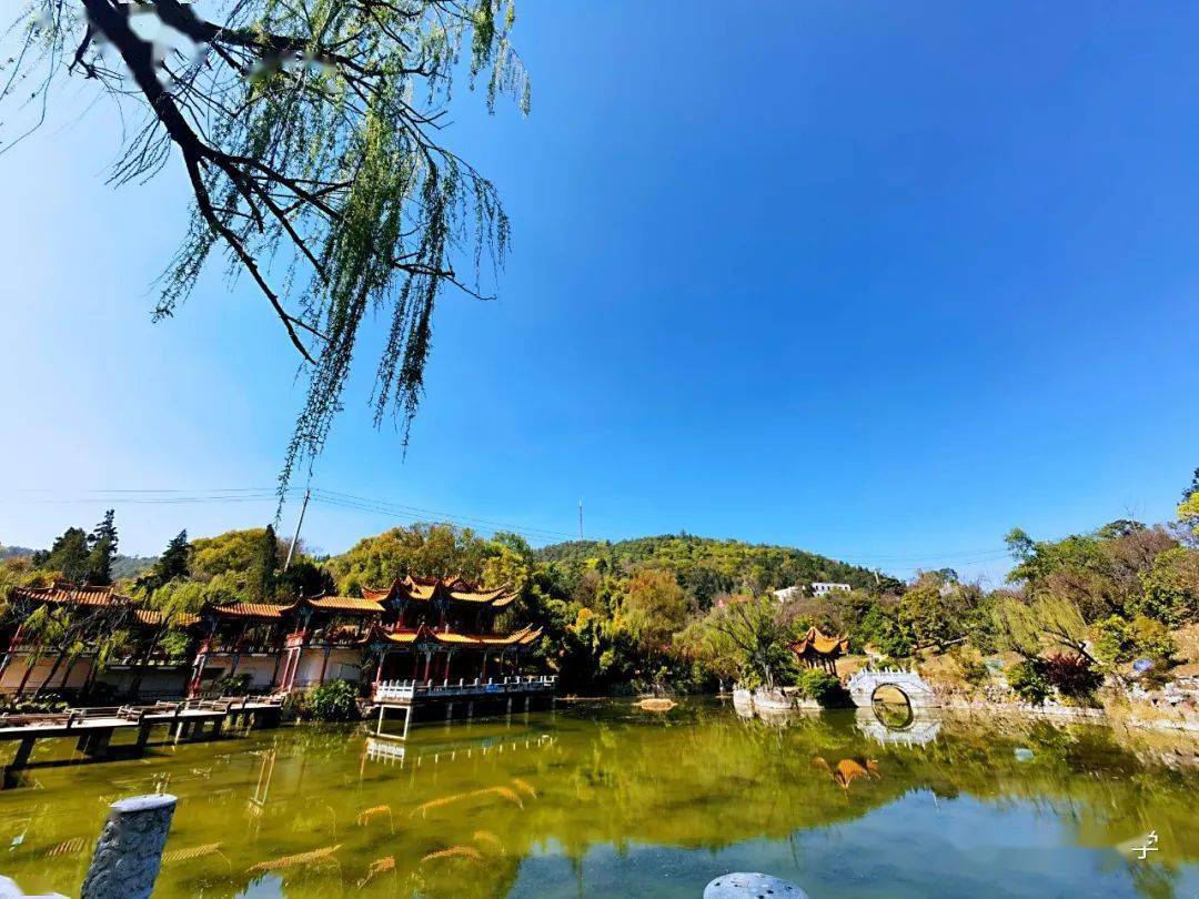 "跟随春日的脚步,云南省楚雄彝族自治州楚雄市峨碌公园内的樱花,海棠