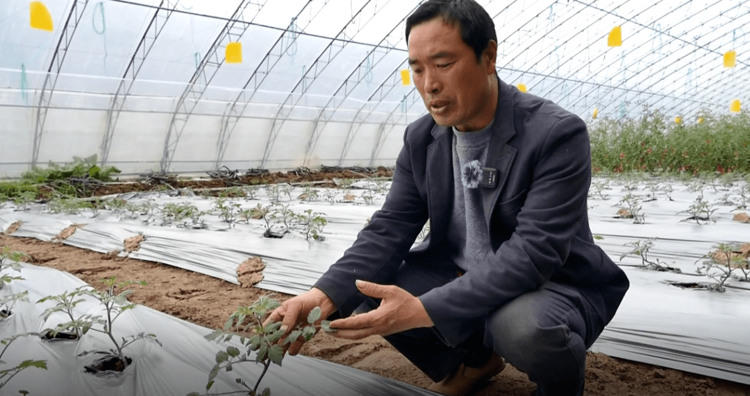 黄州区"牵手"寿光 助推蔬菜产业升级_种植_大棚_设施