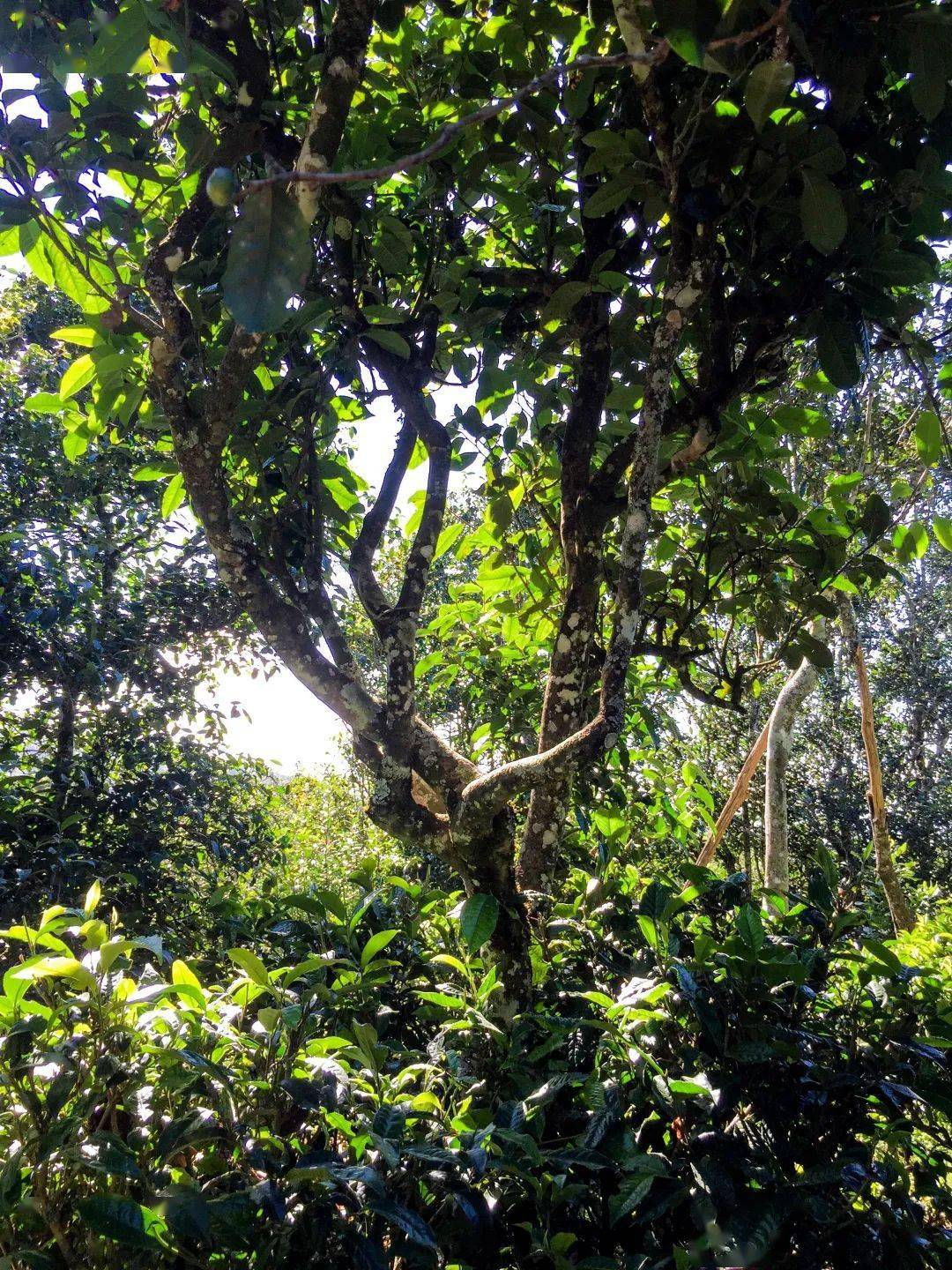 书剑说普洱 | 具有神秘色彩的皇家古茶园 —— 困鹿山