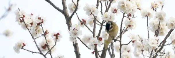 新密市|【花情播报】杏花开了