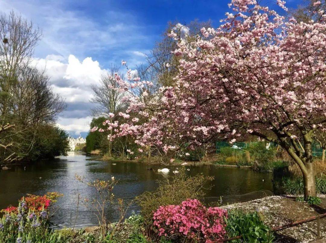 地址|英国樱花季｜最全英国赏樱地打卡指南