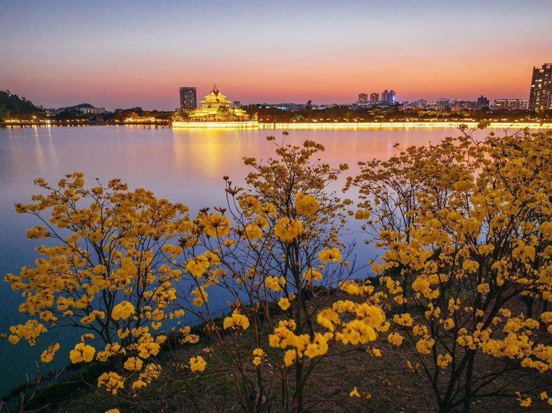 顺德赏花图鉴参与图文征集这个春天一起出圈