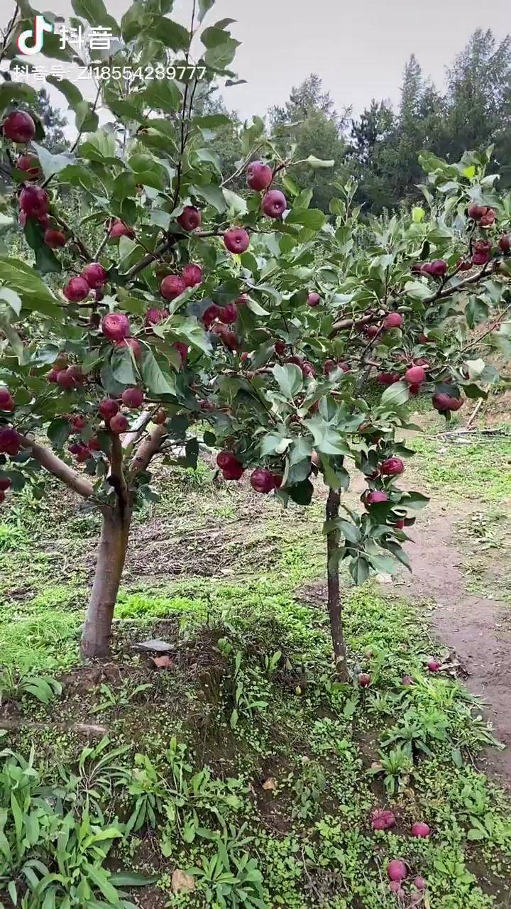 龙丰果树苗四年苗结果状硕果累累热门龙丰果树苗dou小助手