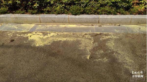 云南这个地方下了一场 花粉雨 气象专家说 施甸 市民 人体