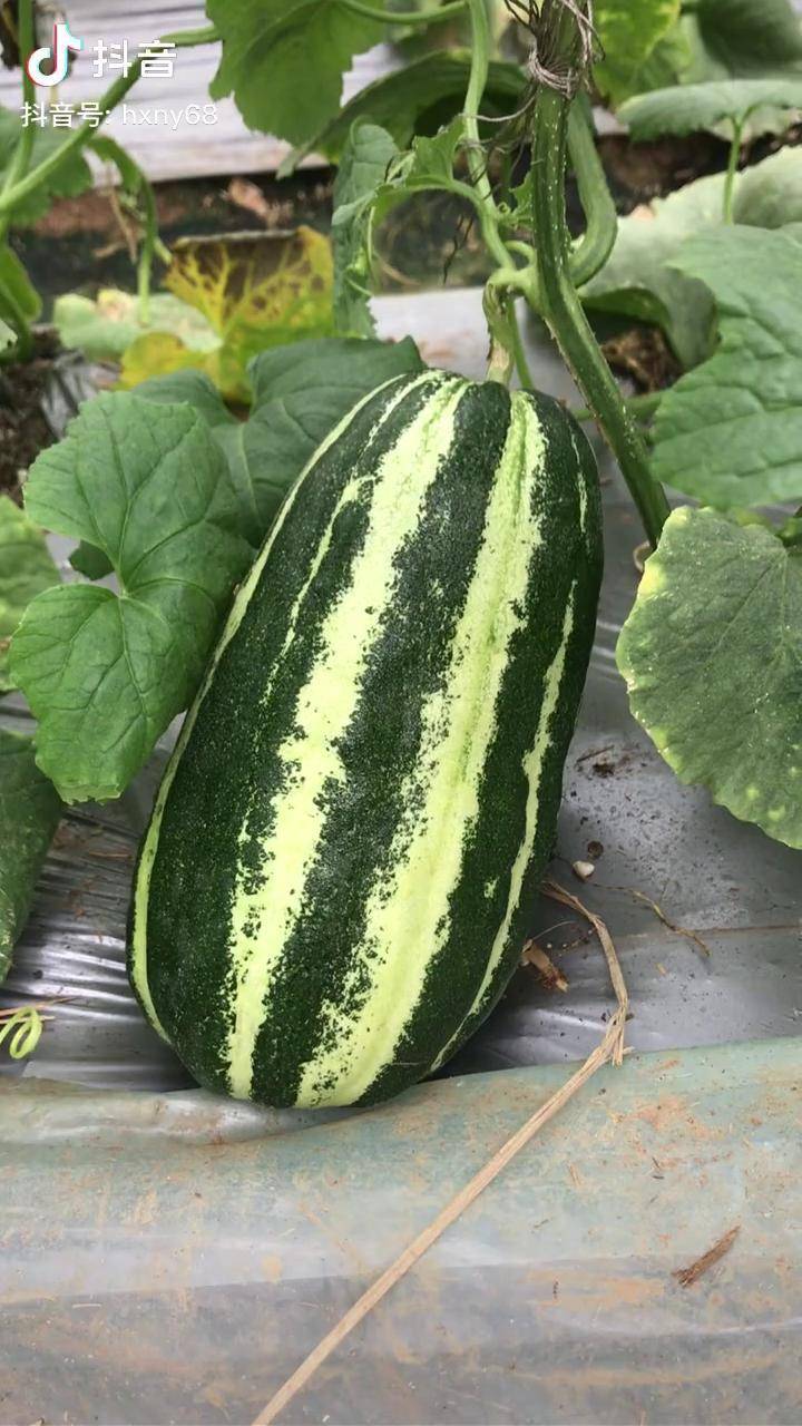 采摘博洋甜瓜,无激素无农药,有机生态种植,吃瓜群众心心念念的脆甜的