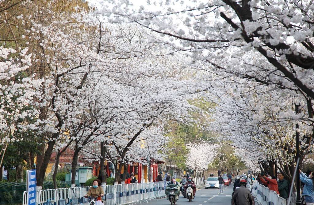 樱花南京鸡鸣寺樱花渐次绽放 洁白如雪美不胜收