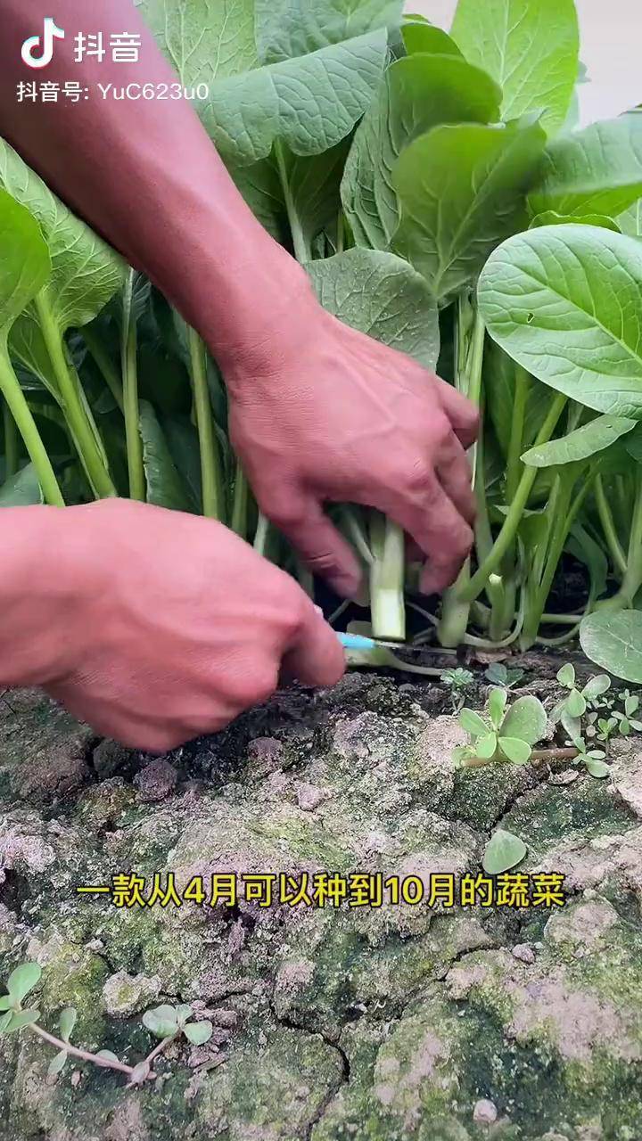 秋季种植少不了这款菜心撒播一个月就可以采收非常好吃喜欢你们也种