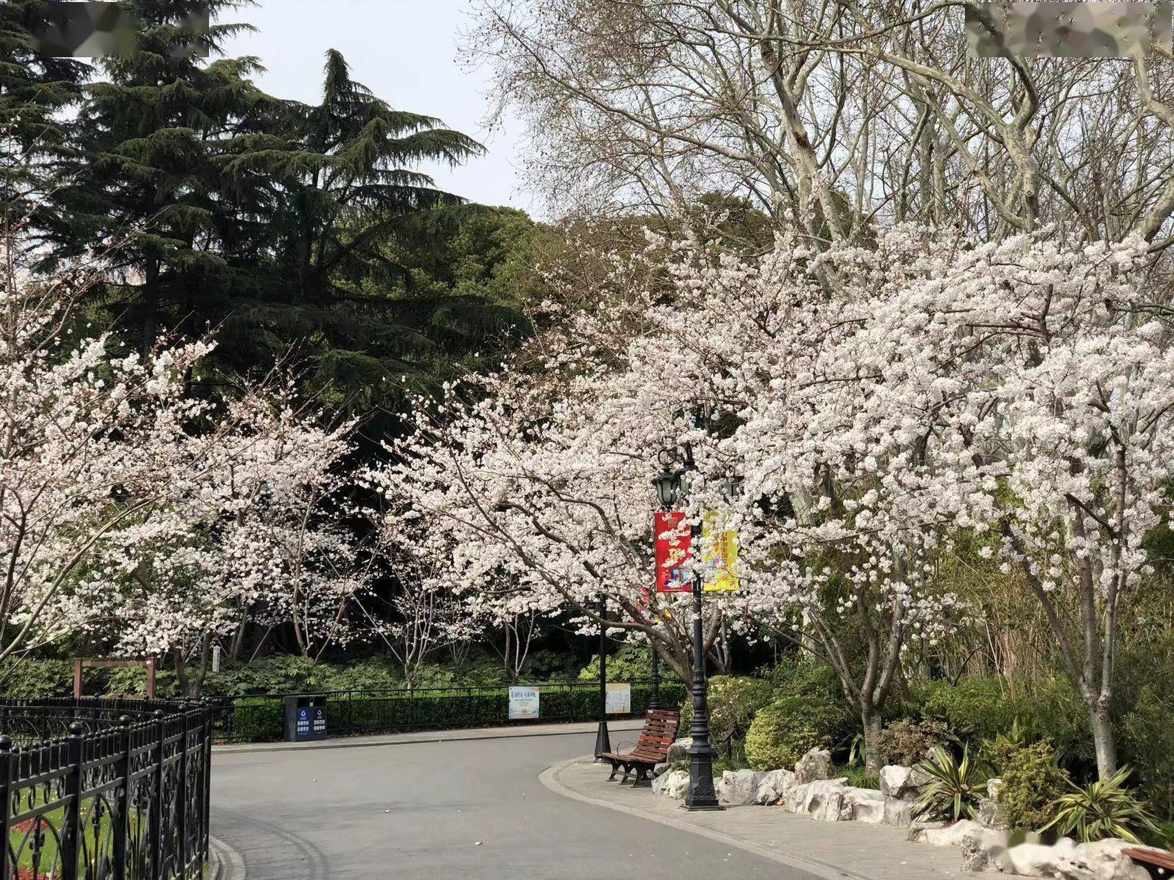 鲁迅公园的樱花图片