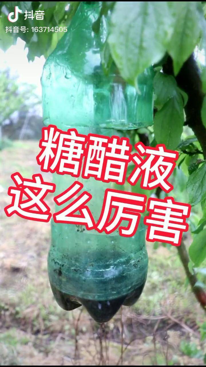 糖醋液可以诱杀很多成虫切断它的繁殖源是一种很好的防虫害方法果树