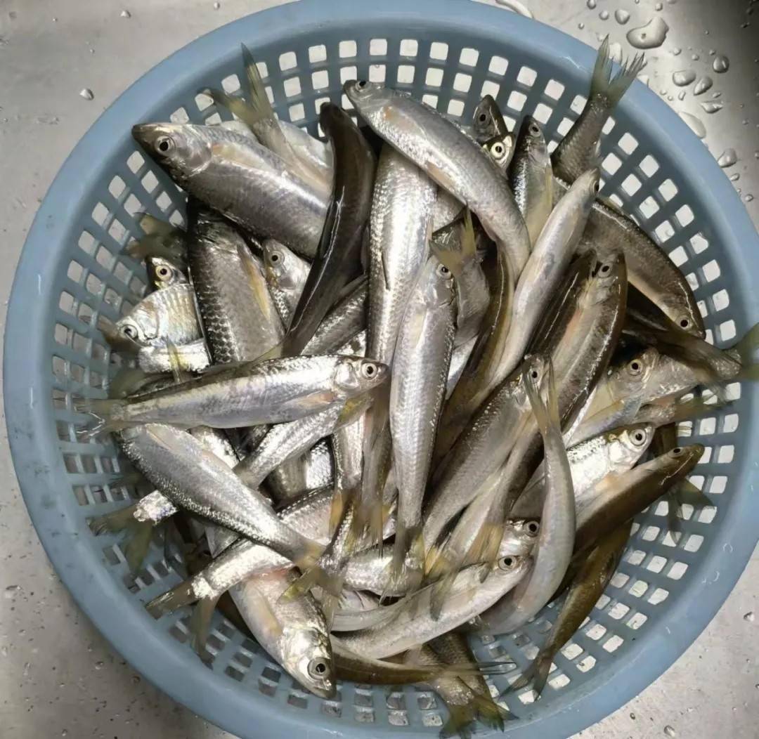 初春探钓逆天而行餐条双飞小有爆护