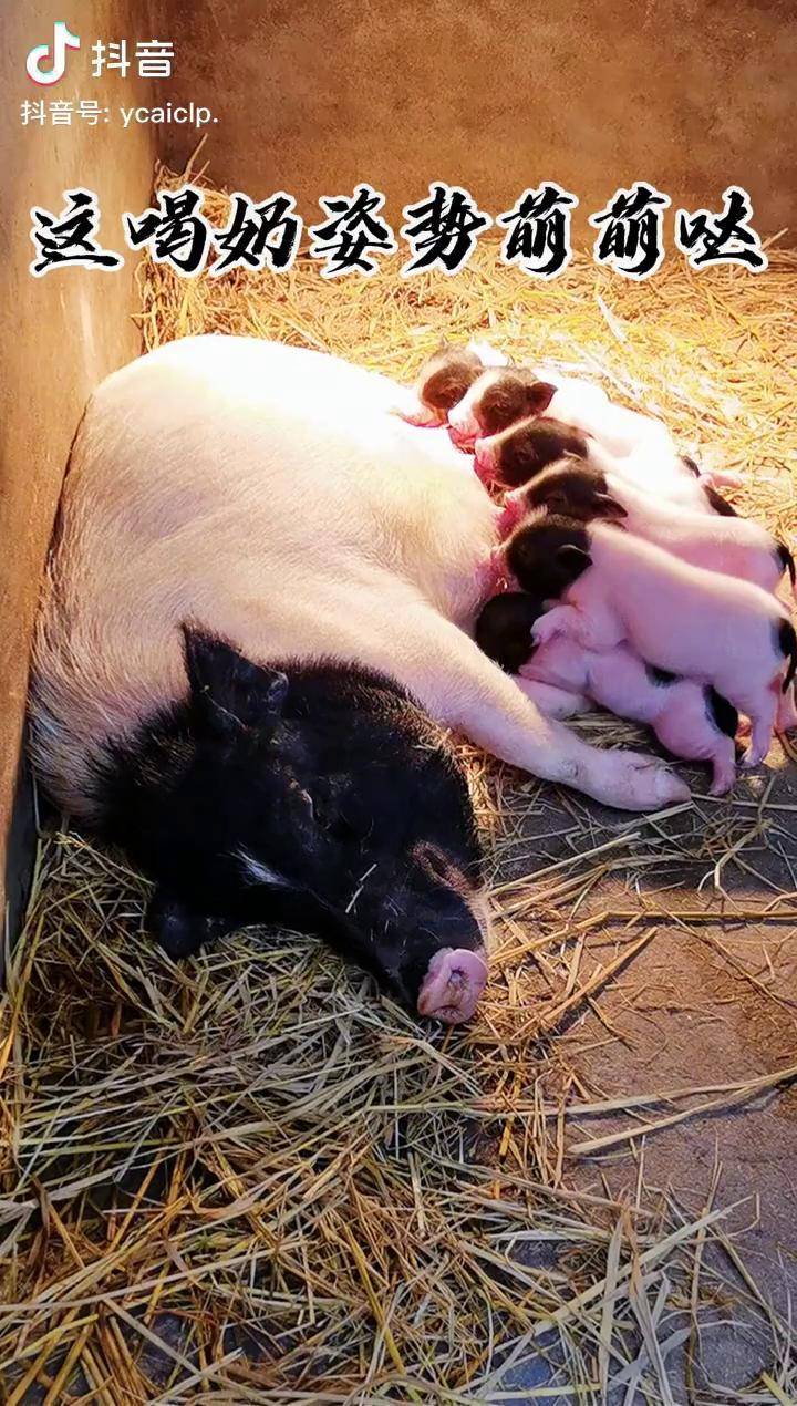 这喝奶姿势够不够萌出生第二天的猪宝宝生态三农企业号小助手