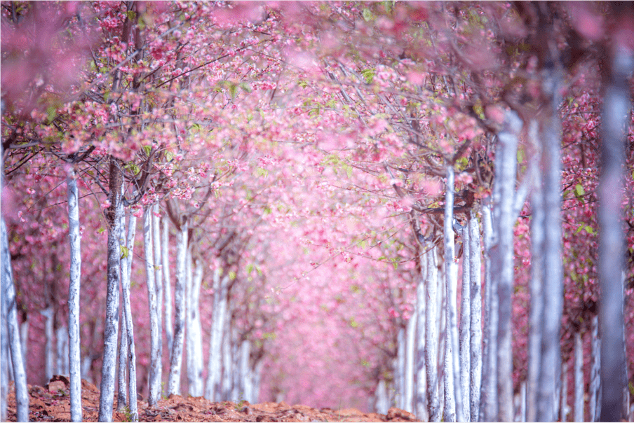 春城|春城赏花 浪漫樱花季 | 玩在春城