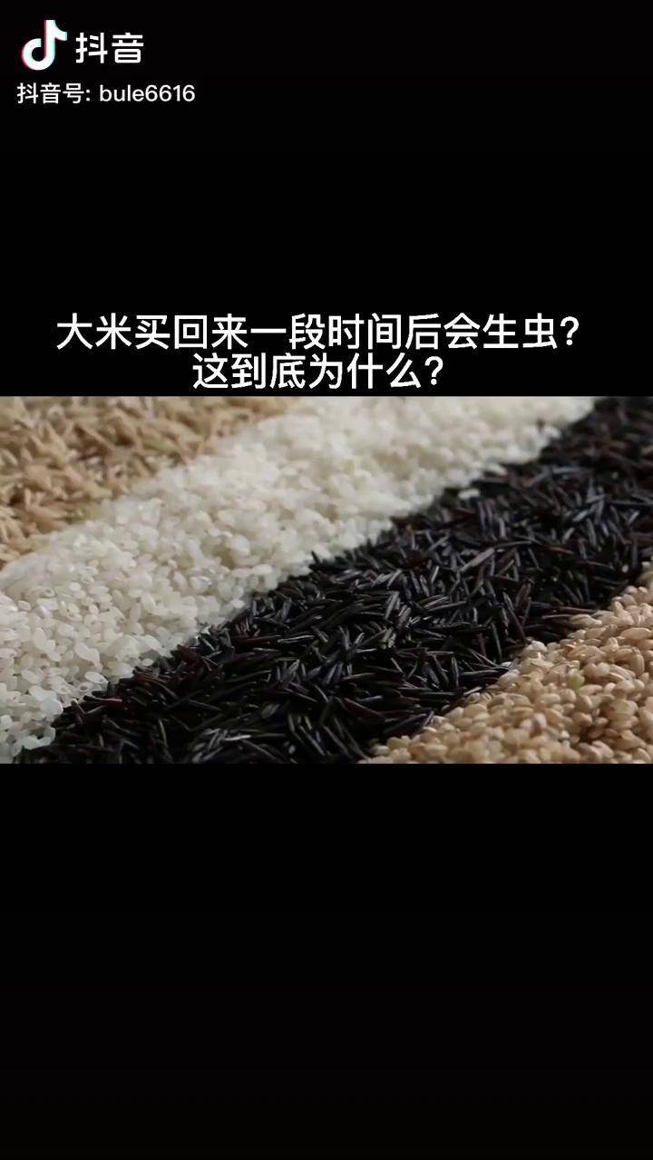 买回来的大米为何会生虫?生虫以后还能吃吗?怎么处理虫子会好一些呢?