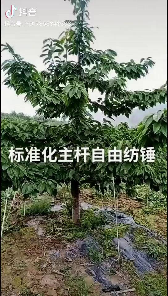 大樱桃主杆自由纺锤形格兰红瑞德樱桃苗90天艺起成长热门自拍