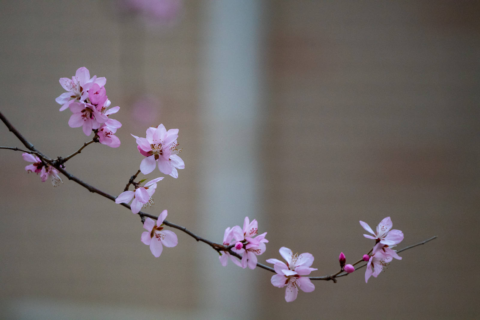 春暖桃花红