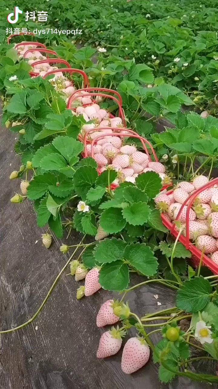 白草莓系列有賣點口感好產量高採摘園首選草莓苗育苗基地dou小助手