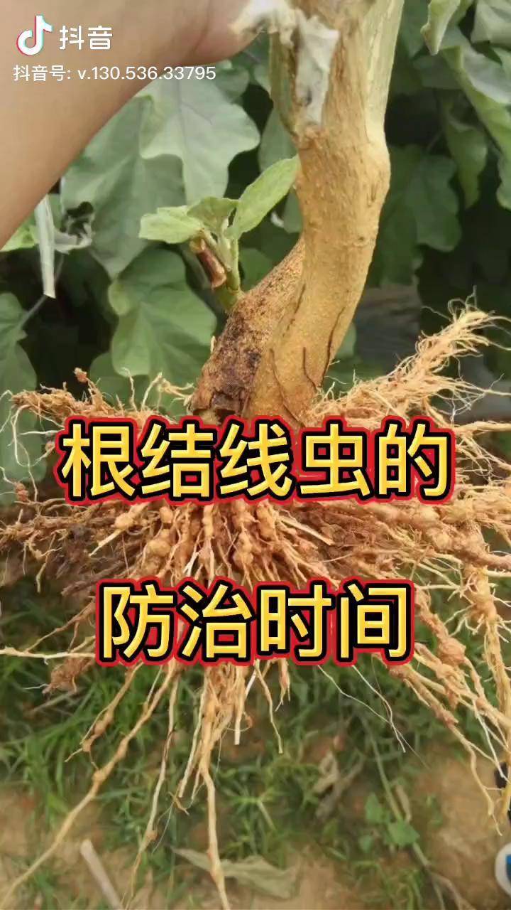 農業種植大棚蔬菜蔬菜根結線蟲專業防治時間