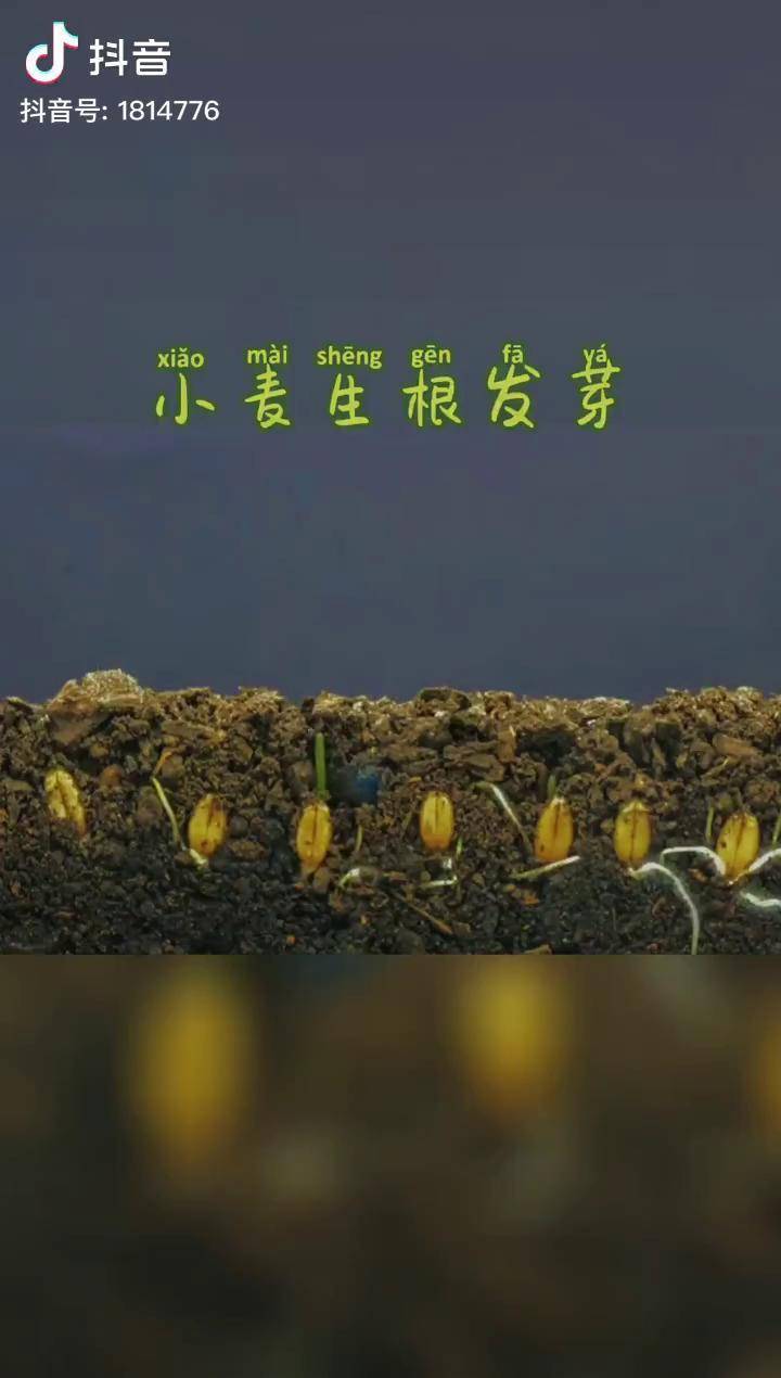 小麦生根发芽全过程节约粮食正能量农业