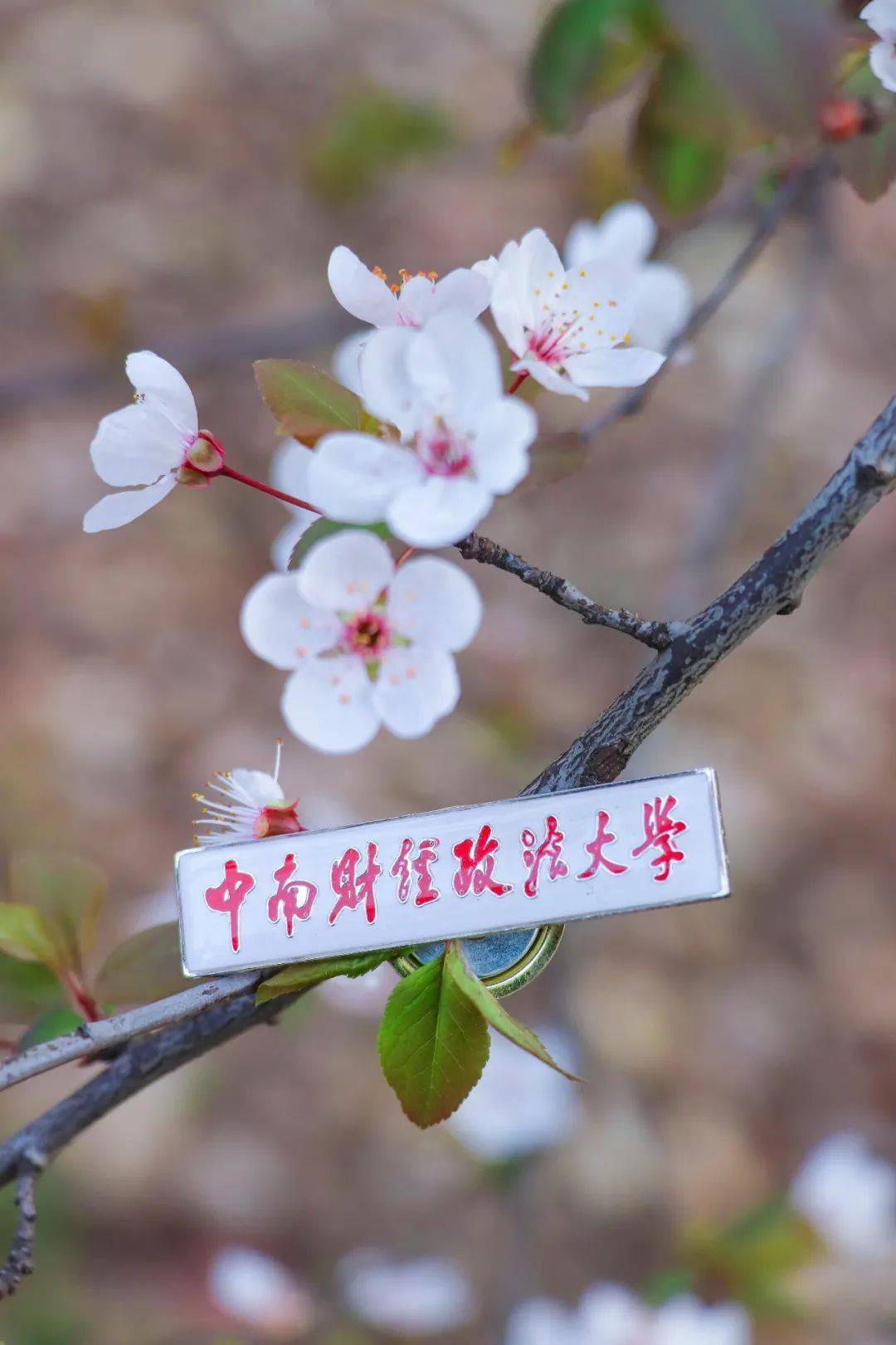 点开,送你中南大一整个春天!_壁纸_气息_南湖